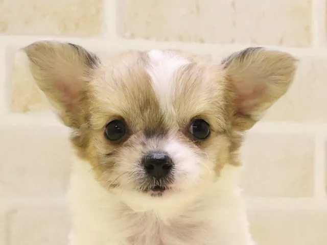 神奈川県のハーフ犬・ミックス犬 (ペッツワン三浦店/2025年4月20日生まれ/女の子/パーティーカラー)の子犬